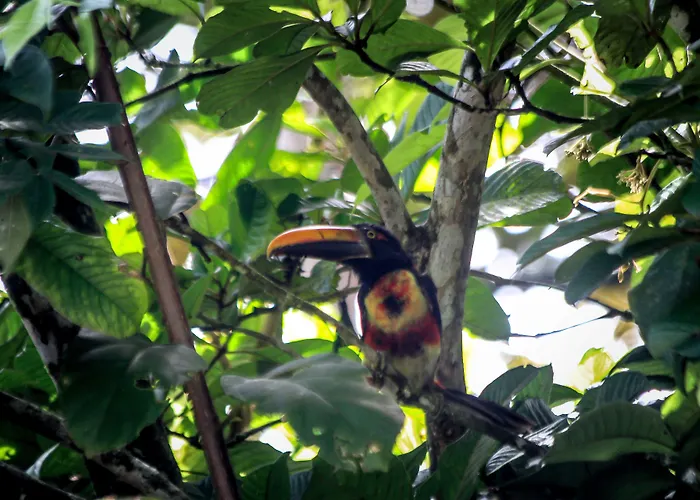Aguila De Osa Rainforest Lodge