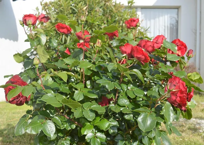 Les Jardins d'Oléron
