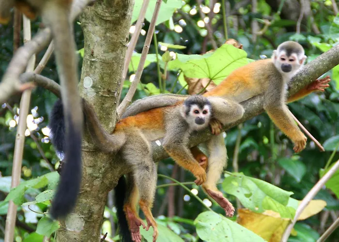 Hotel Manuel Antonio Park