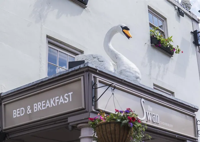 The Swan